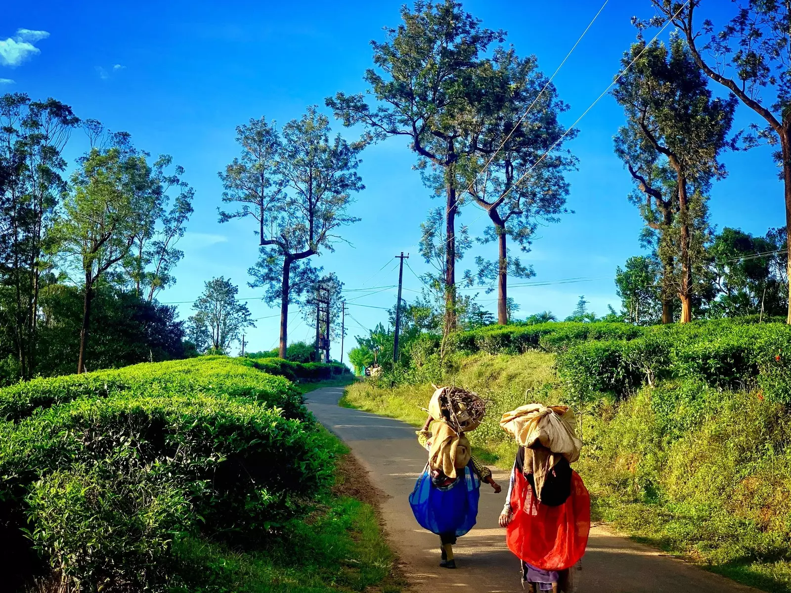 These 13 innovative organizations are conserving and restoring India’s forest landscapes