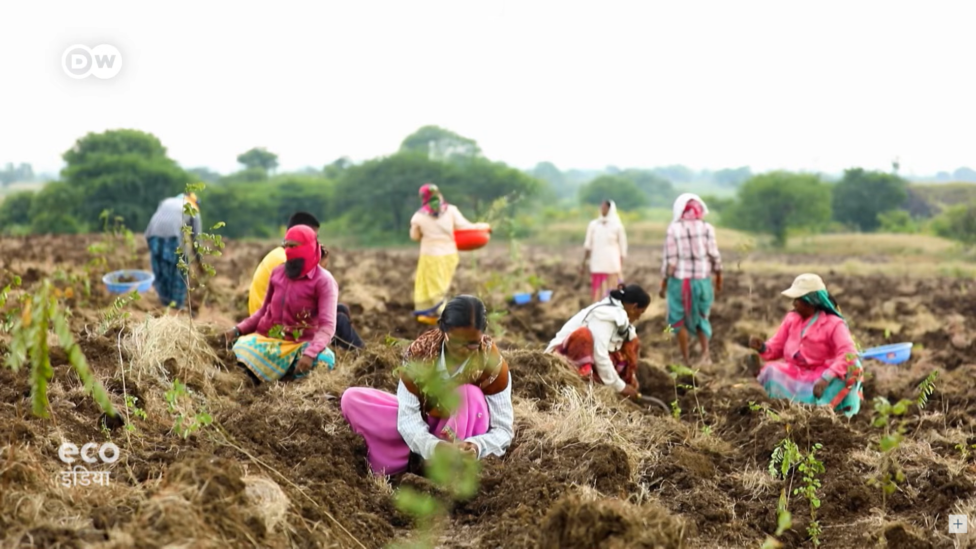 Getting money for planting trees in Maharashtra