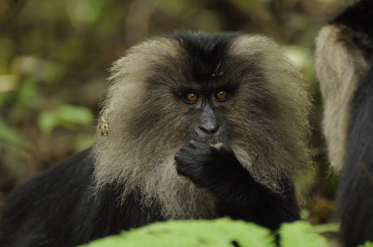Mongabay