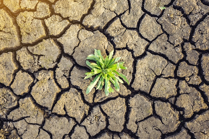 Scaling up: the road to millions of trees
