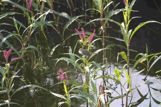 Urban Biodiversity